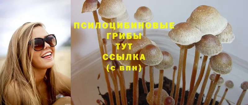 даркнет клад  что такое наркотик  Инсар  Галлюциногенные грибы MAGIC MUSHROOMS 